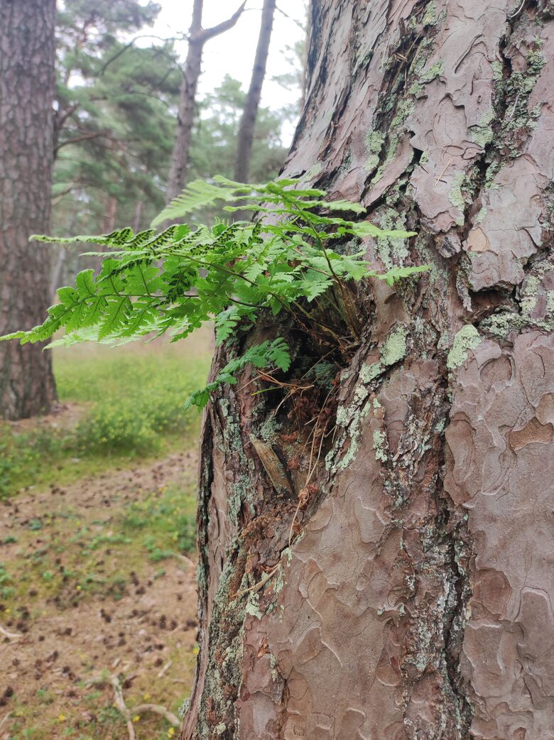 Lazdu mizu tējas ievākšana 2026. gada 1. martā